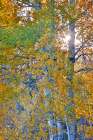 USA, Wyoming. Aspens in fall color along Buffalo Valley Road Art Print